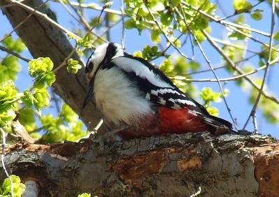 Прикрепленное изображение: d3.jpg